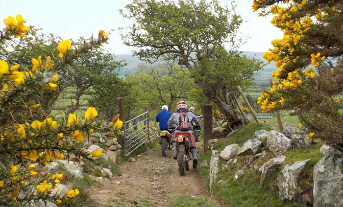 Gorse by a gate